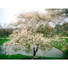 Amelanchier_large