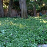 Ground cover thrives beneath mature trees