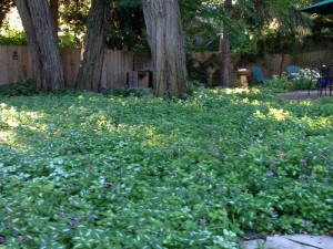 Ground cover thrives beneath mature trees