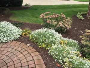 Landscape Myths That Hurt Your Landscape Design