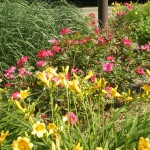 Flower Bed with Perennials