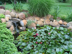 Pond with flowers and fish