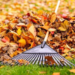 Big pile of leaves with a rake laying on top.