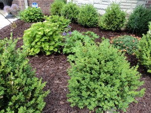 Mulch with plantings