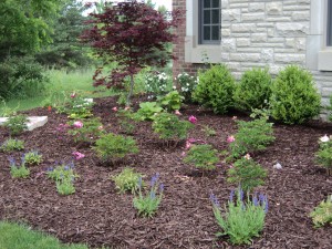 Mulched garden