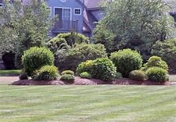 sheared-shrubs_large