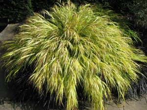 Hakonechloa Macra Aureola