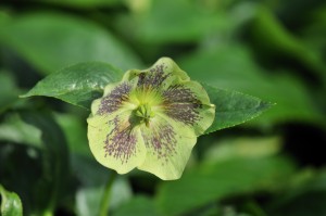 Hellebores, Lenten Rose, White Lady