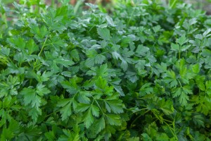 Herb Of Parsley