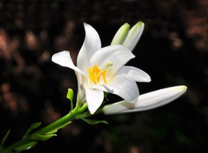 Madonna Lily (lilium Candidum)