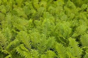 Ostrich Fern Matteuccia Struthiopteris Background