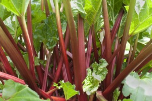 Red Rhubarb