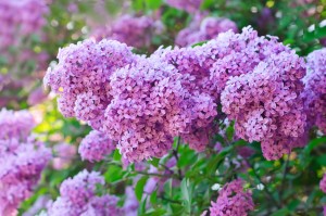 Branch of lilac flowers