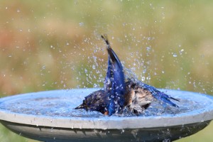 Eastern Bluebird Beating The Heat