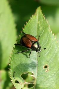 Japanese Beetle