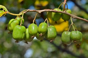 bigstock-Berries-Of-Far-east-38025160