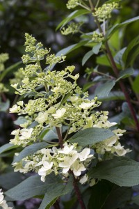 bigstock-Blooming-Hydrangea-paniculata--49794116