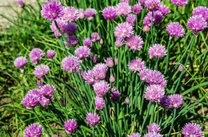 lavender flowers