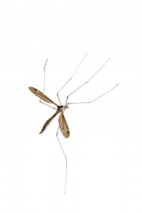 bigstock-Crane-fly-772666