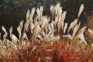 bigstock-Grass-Miscanthus--miscanthus--50664269