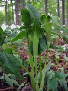 bigstock-Jack-In-The-Pulpit-1151486