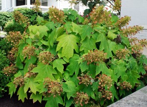 bigstock-Oakleaf-Hydrangea-or-Hydrangea-20186486