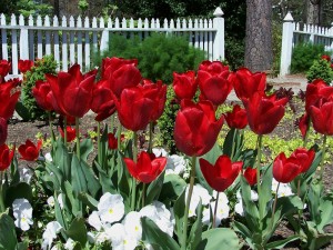 bigstock-Red-Tulips-In-A-Garden-1139442