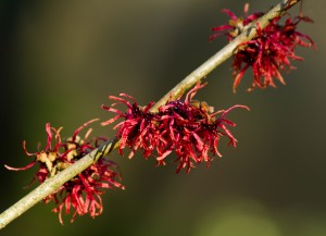 bigstock-Red-Witch-Hazel-Flowers-57741902