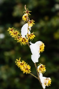 bigstock-Witch-Hazel-Hamamelis-54375266