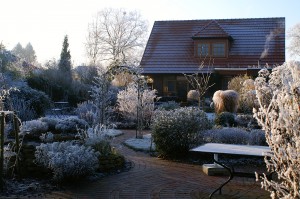 frozen yard with plants and ice