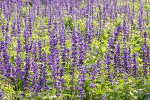 Blue Salvia Plant