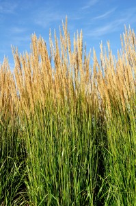 Ornamental Karl Foerster Feather Reed Grass