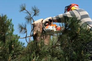 Pruning A Tree