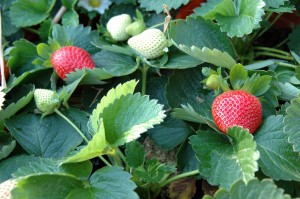 strawberries