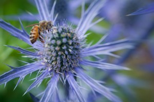 Bee on purple spiked flower