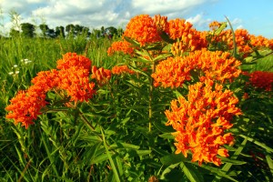 Butterfly Milkweed (Asclepias tuberosa)