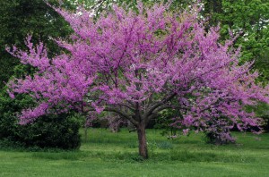 Eastern redbud tree in full bloom with sprinkling of wildflowers