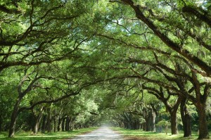 Oak Tree Along Country Road