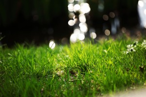 grass on water background