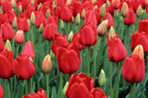 Red Tulips