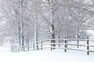 Snow covered fence and trees