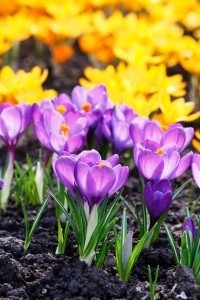 Beautiful Spring Flowers