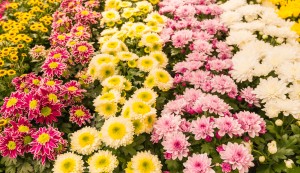Closeup Of Colorful Flowering Potted Chrysanthemums