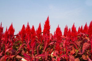 Cockscomb or Chinese Wool Flower