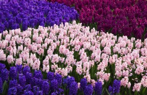 Colorful Hyacinths In Spring