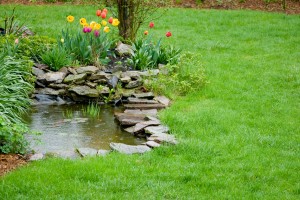 Garden Pond With Raindrops