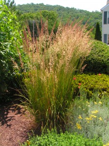 Graceful Ornamental Grass