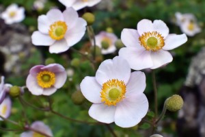 Japanese Anemone -  Thimbleweed Flowers