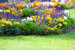 Multicolored Flowerbed On A Lawn