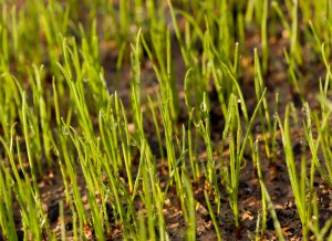 Newly Planted Grass Seeds Start To Grow